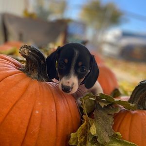 Meet your Posher, Logan